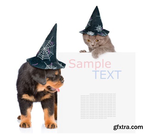 Cat and Dog with hats for halloween peeking from behind empty board