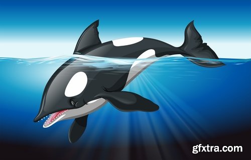 Collection of orca whale illustration for children\'s books of the underwater world 25 EPS