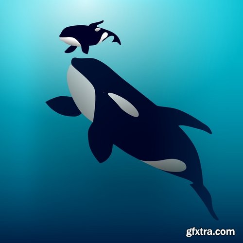 Collection of orca whale illustration for children\'s books of the underwater world 25 EPS