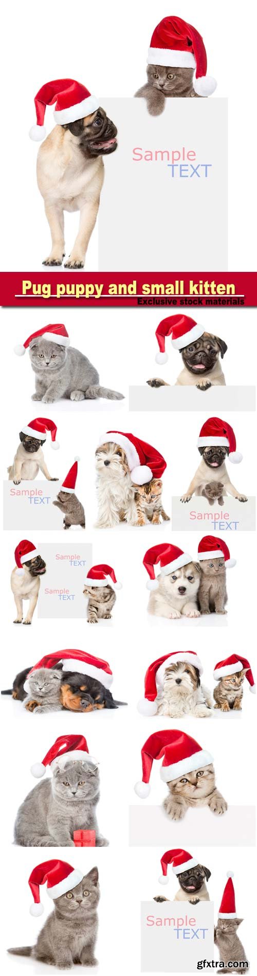 Pug puppy and small kitten with red Santa Claus hats above white