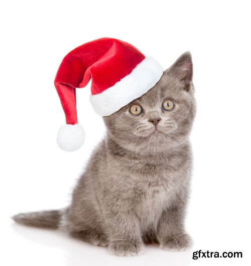 Pug puppy and small kitten with red Santa Claus hats above white