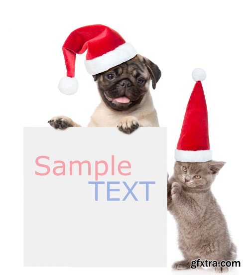 Pug puppy and small kitten with red Santa Claus hats above white