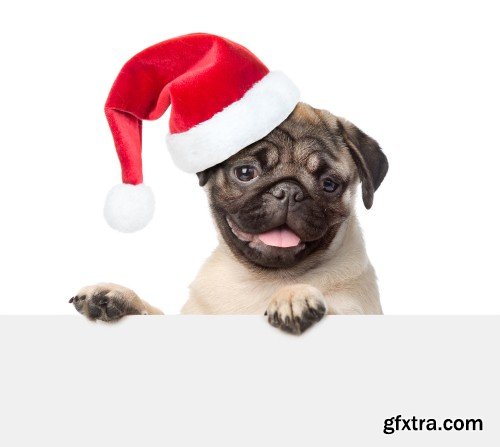 Pug puppy and small kitten with red Santa Claus hats above white