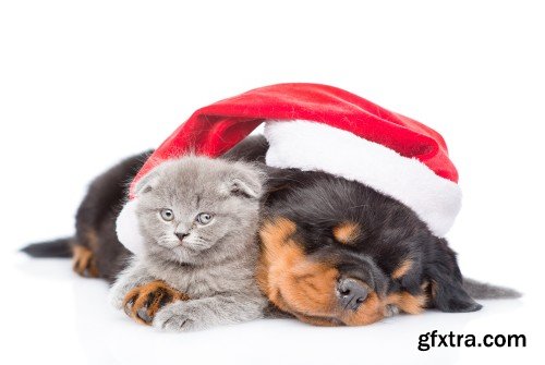 Pug puppy and small kitten with red Santa Claus hats above white