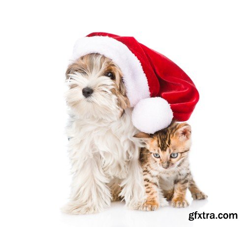 Pug puppy and small kitten with red Santa Claus hats above white