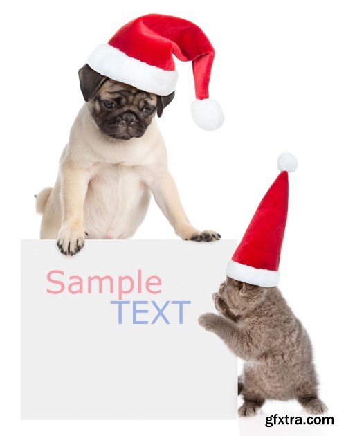 Pug puppy and small kitten with red Santa Claus hats above white