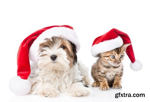 Pug puppy and small kitten with red Santa Claus hats above white