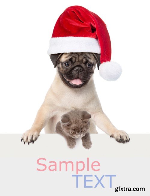 Pug puppy and small kitten with red Santa Claus hats above white