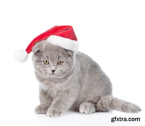 Pug puppy and small kitten with red Santa Claus hats above white