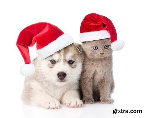 Pug puppy and small kitten with red Santa Claus hats above white