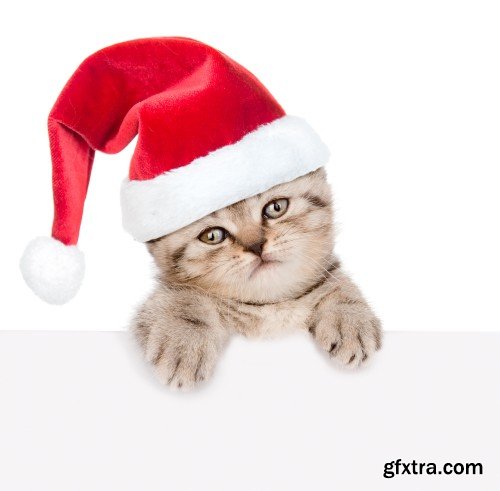 Pug puppy and small kitten with red Santa Claus hats above white