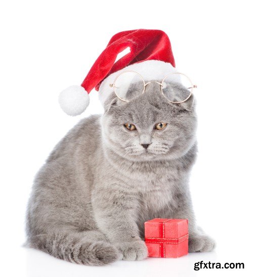 Pug puppy and small kitten with red Santa Claus hats above white