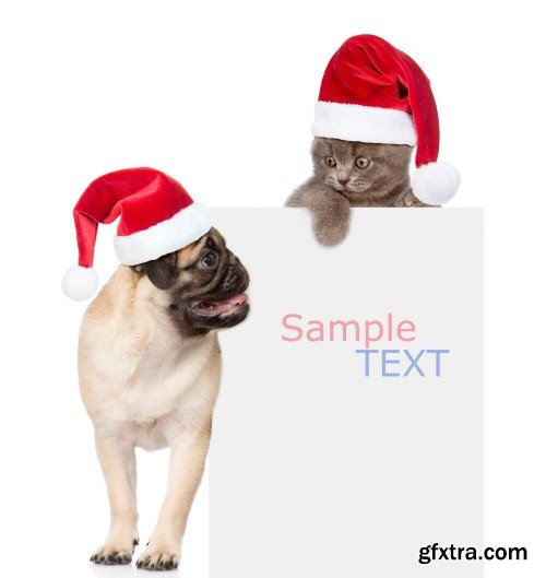 Pug puppy and small kitten with red Santa Claus hats above white