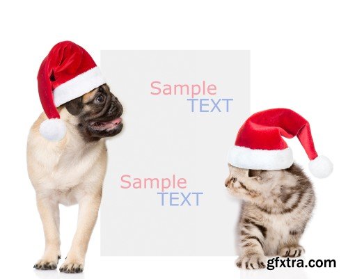 Pug puppy and small kitten with red Santa Claus hats above white