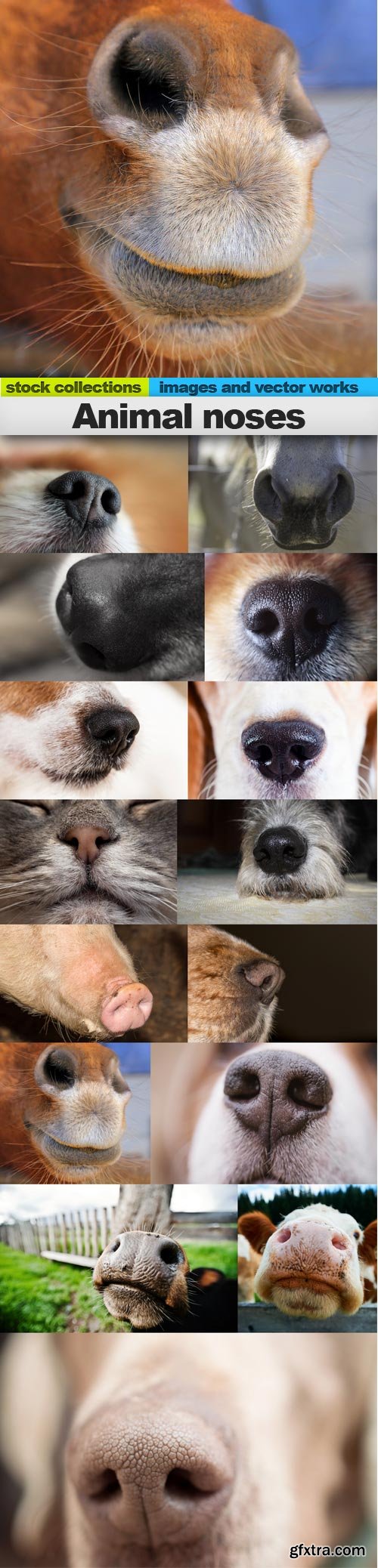 Animal noses, 15 x UHQ JPEG