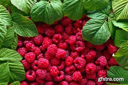 Raspberry Berries - 18xUHQ JPEG