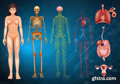 Structure and Human Organs 3 - 20xEPS