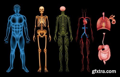 Structure and Human Organs 3 - 20xEPS