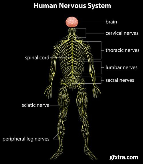 Structure and Human Organs 3 - 20xEPS