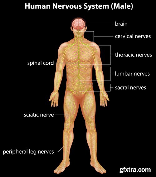 Structure and Human Organs 3 - 20xEPS