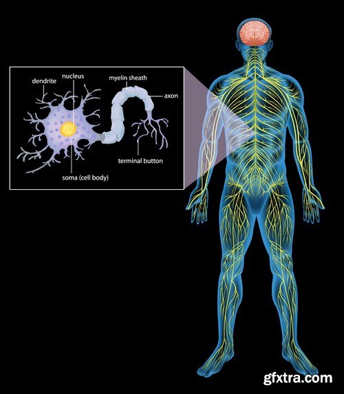 Structure and Human Organs 3 - 20xEPS