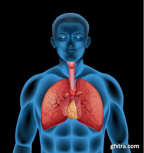 Structure and Human Organs 3 - 20xEPS