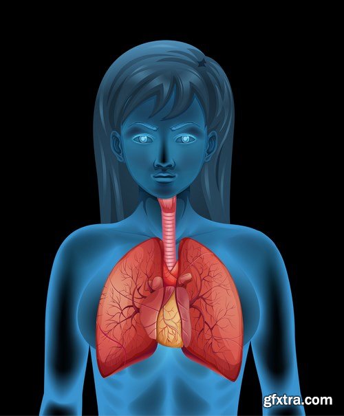 Structure and Human Organs 3 - 20xEPS