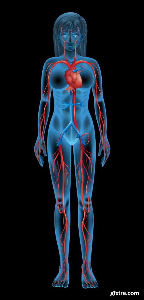 Structure and Human Organs 3 - 20xEPS