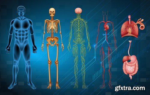 Structure and Human Organs 3 - 20xEPS