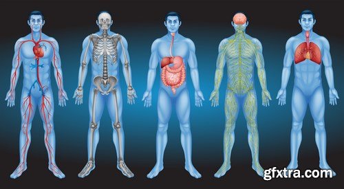 Structure and Human Organs 3 - 20xEPS