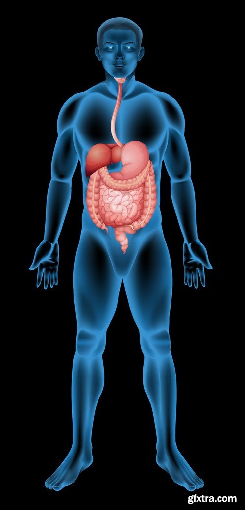 Structure and Human Organs 3 - 20xEPS