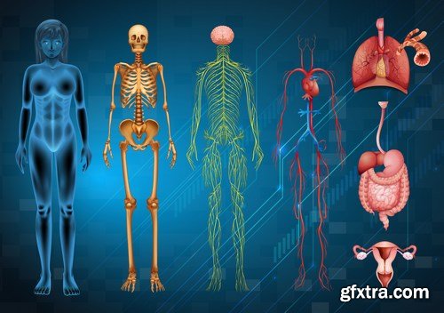 Structure and Human Organs 3 - 20xEPS