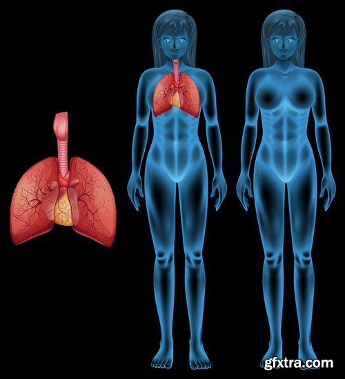 Structure and Human Organs 3 - 20xEPS