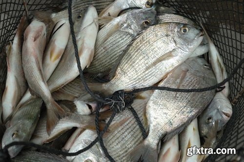 Collection fishing net Hunting tackle 25 HQ Jpeg