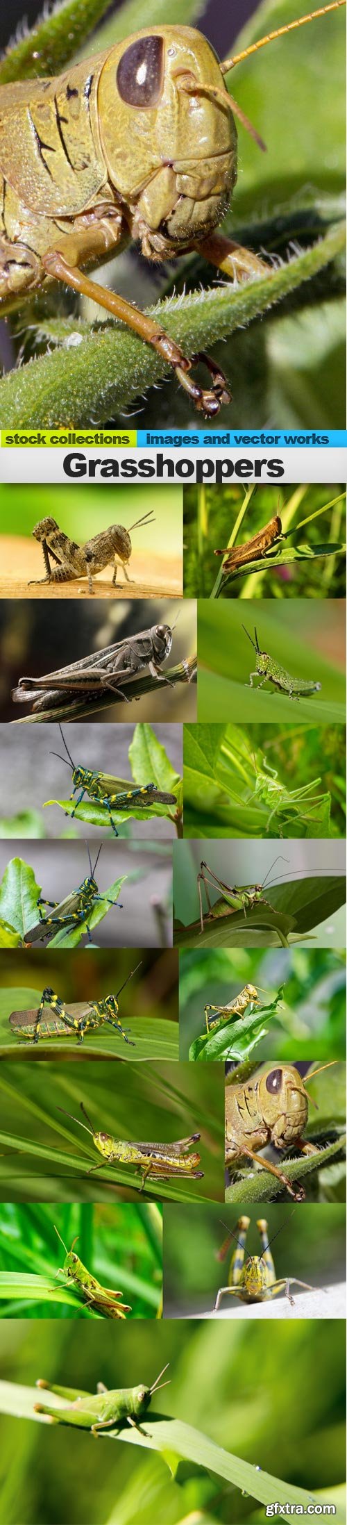 Grasshoppers, 15 x UHQ JPEG