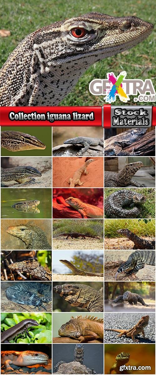 Collection iguana lizard dragon 25 HQ Jpeg