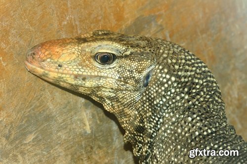 Collection iguana lizard dragon 25 HQ Jpeg