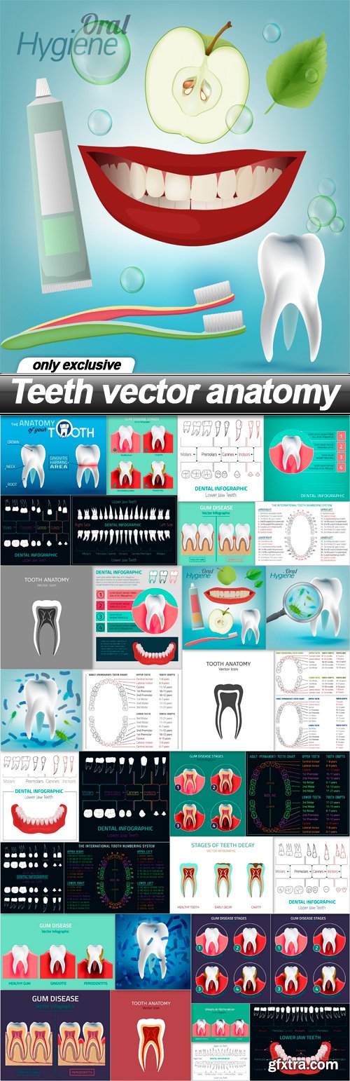 Teeth vector anatomy - 34 EPS