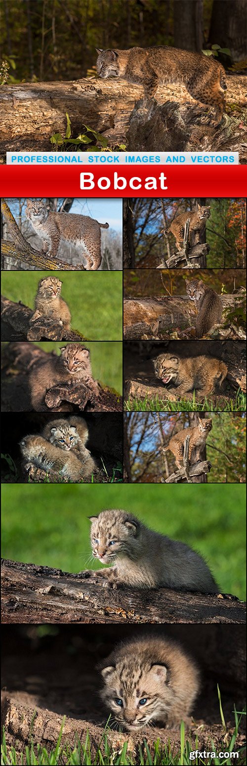 Bobcat - 11 UHQ JPEG