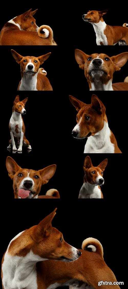 Pedigree White with Red Basenji Dog