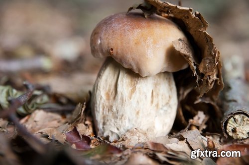 Collection of white fungus harvest mushroom picking a still life 25 HQ Jpeg