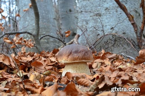 Collection of white fungus harvest mushroom picking a still life 25 HQ Jpeg