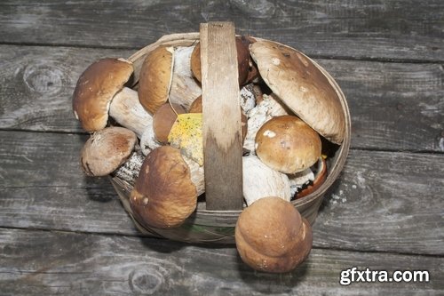 Collection of white fungus harvest mushroom picking a still life 25 HQ Jpeg