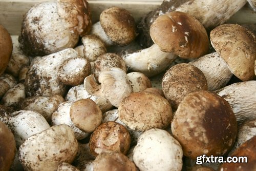 Collection of white fungus harvest mushroom picking a still life 25 HQ Jpeg