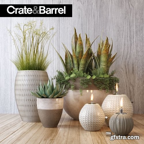 Crate&Barrel plant set