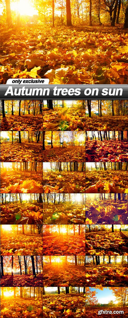 Autumn trees on sun - 21 UHQ JPEG