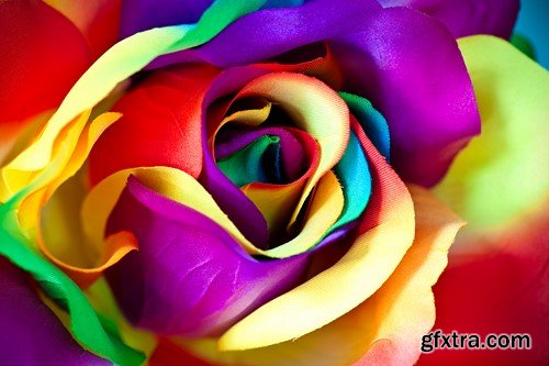 Rose flower, 8 x UHQ JPEG