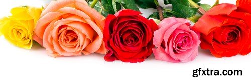 Rose flower, 8 x UHQ JPEG