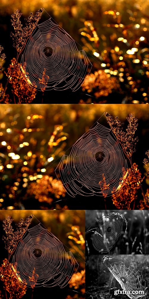 Morning web in golden autumn