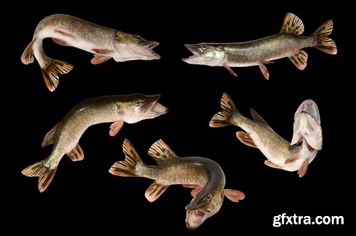 Collection trophy pike fishing mining 25 HQ Jpeg